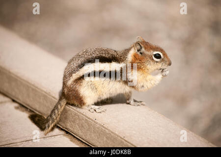 Golden-mantled Ground Squirrel eating on boardwalk in Yellowstone National Park, Wyoming, USA Stock Photo