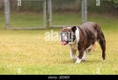 Brindle bulldog mix plays in a dog park in summer. Stock Photo