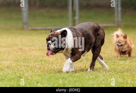 Brindle bulldog mix plays in a dog park in summer. Stock Photo