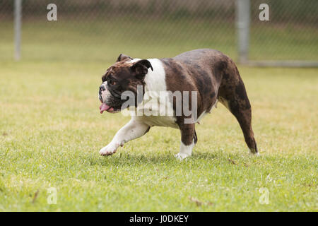 Brindle bulldog mix plays in a dog park in summer. Stock Photo