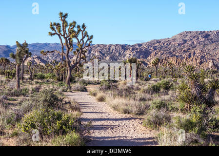 Desert landscape and Joshua Trees on the Boy Scout Trail.  Joshua Tree National Park, California, USA. Stock Photo