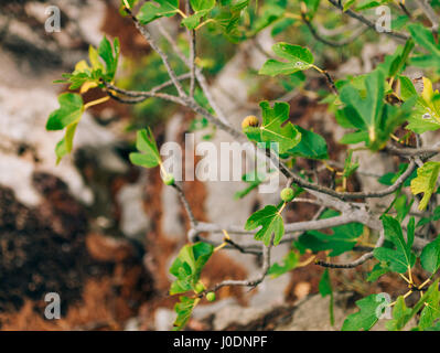 Fig trees, small fruits. Ripening figs Stock Photo