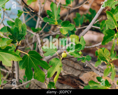Fig trees, small fruits. Ripening figs Stock Photo