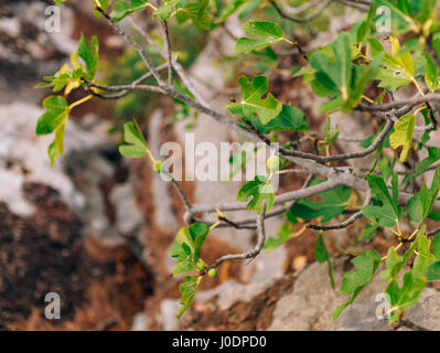Fig trees, small fruits. Ripening figs Stock Photo