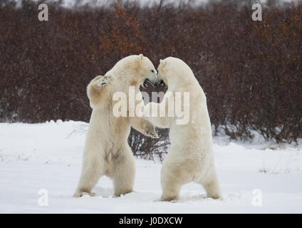Two polar bears playing with each other in the tundra. Canada. Stock Photo