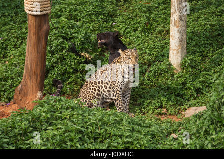 leopard and black panther resting Stock Photo