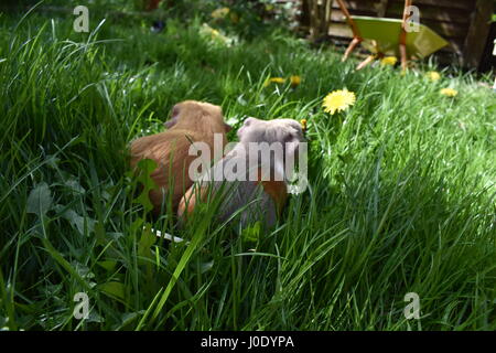 Guinea Pigs in the grass in a garden looking at a wheelbarrow and dandelion Stock Photo