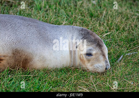 New Zealand fur seal lying on grass Stock Photo