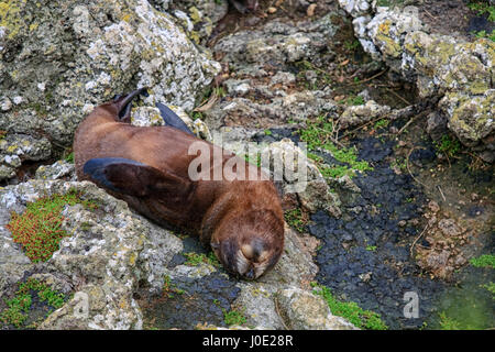 Fur seal lying on his back on the rocks in New Zealand Stock Photo