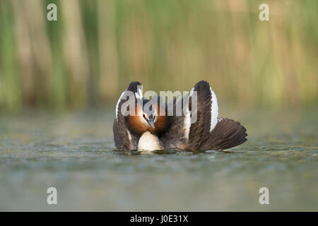 Great Crested Grebe / Haubentaucher ( Podiceps cristatus ) courting, opening its wings to impress its mate, showing courtship display. Stock Photo