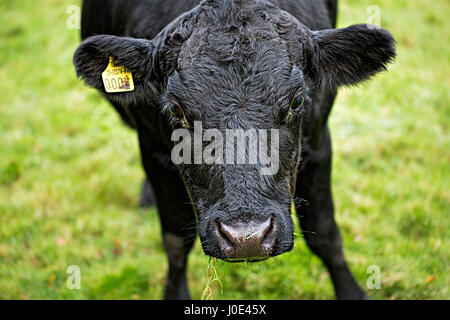 Black cattle cows on the green farm Stock Photo