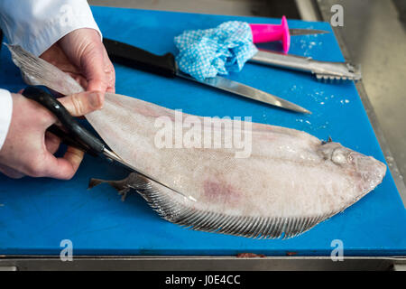 Preparing a Witch Sole (or Witch Flounder) flat fish for filleting. Stock Photo