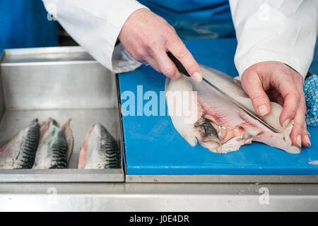 Preparing a Witch Sole (or Witch Flounder) flat fish for filleting. Stock Photo