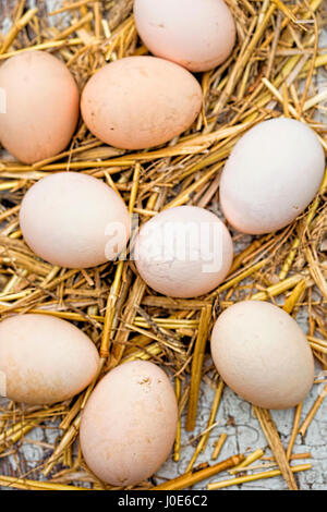 Fresh country eggs with straw on farm Stock Photo