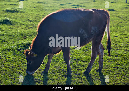 Cow grazing on the animal farm Stock Photo