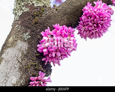 Cercis siliquastrum. Judas tree. Flowers can form directly on trunk, main branches. Stock Photo