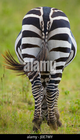Zebra. Back view. Kenya. Tanzania. National Park. Serengeti. Maasai Mara. Stock Photo