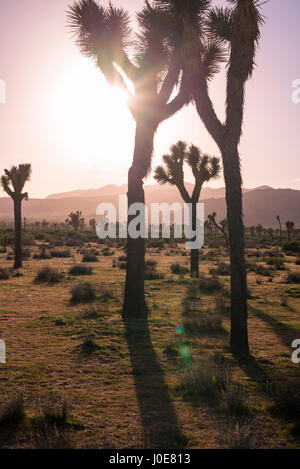 Desert landscape and Joshua Trees photographed prior to sunset.  Joshua Tree National Park, California, USA. Stock Photo