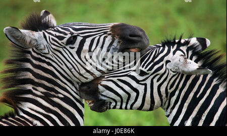 Portrait of two zebras. Kenya. Tanzania. National Park. Serengeti. Maasai Mara. Stock Photo
