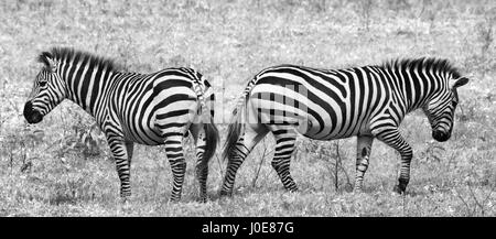 Two zebras in the savanna. Kenya. Tanzania. National Park. Serengeti. Maasai Mara. Stock Photo