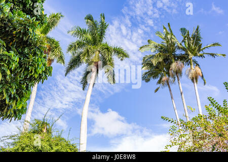 Palm trees tower over other vegetation in south Florida. Stock Photo