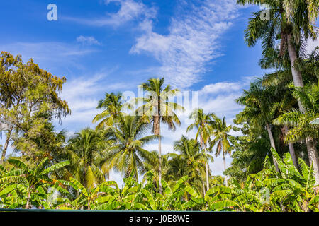 Palm trees tower over other vegetation in south Florida. Stock Photo