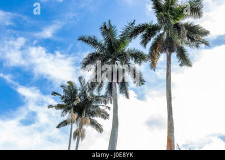 Palm trees tower over other vegetation in south Florida. Stock Photo