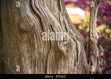 Weathered wood tree trunk against a backdrop of sunlit azaleas at Honor Heights Park in Muskogee, Oklahoma, USA. Stock Photo