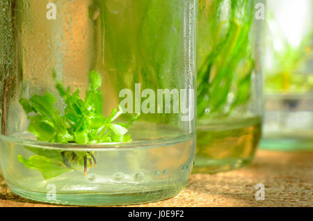 Tissue culture plant from cultured cells in shade light. Stock Photo