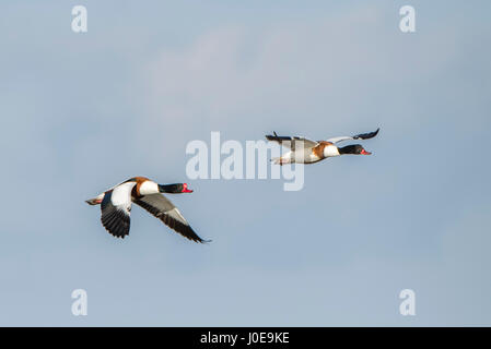 Two Shelducks (Tadorna tadorna) in flight, couple, Cley Marshes, Norfolk, England Stock Photo