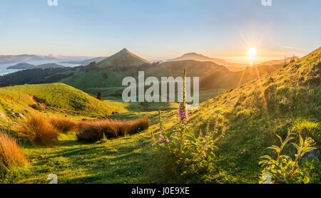 Flowering red foxglove (Digitalis purpurea), Sunrise view of Otago Peninsula, pyramid-shaped mountain Harbor Cone, Dunedin Stock Photo