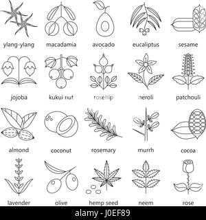 Set of herbs and plants outline icons used in cosmetics and natural medicine. Vector illustration Stock Vector