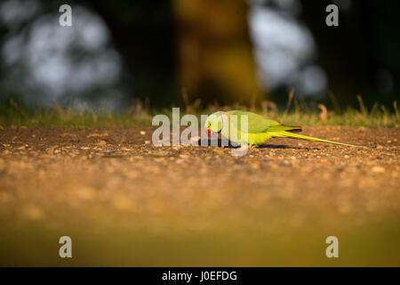 Ring-necked Parakeet feeding on the ground in early morning light, Richmond Park