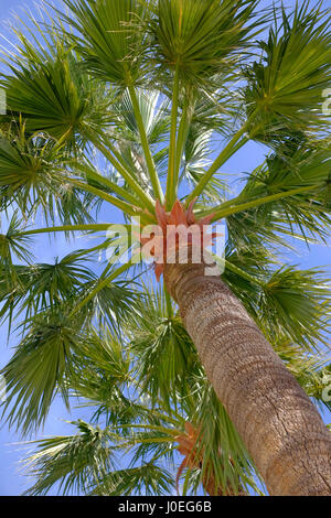 seen from below a palm tree and blue sky Stock Photo
