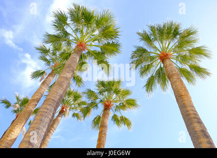 seen from below a goup of palm trees against a blue sky Stock Photo
