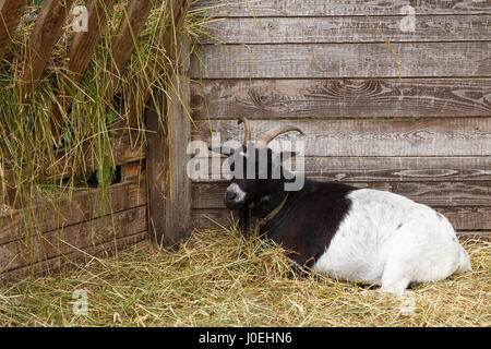 Lying domestic goat on the goat farm. Stock Photo