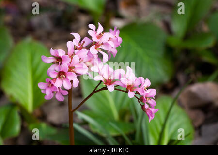 Bergenia Blackthorn Hybrid flowers in Spring. Stock Photo