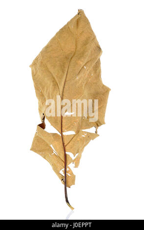 dried teak leaf isolated on the white background. Stock Photo