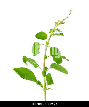 Holy basil or tulsi leaves isolated over white background. Stock Photo