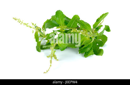 Holy basil or tulsi leaves isolated over white background. Stock Photo