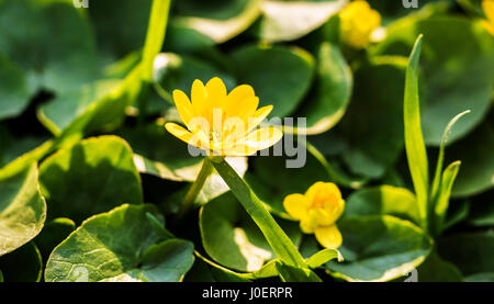 Blooming lesser celandine (Ficaria verna, Ranunculus ficaria) Stock Photo