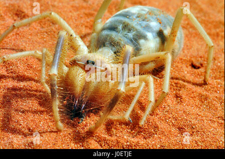 Camel spider showing eggs in abdomen Stock Photo