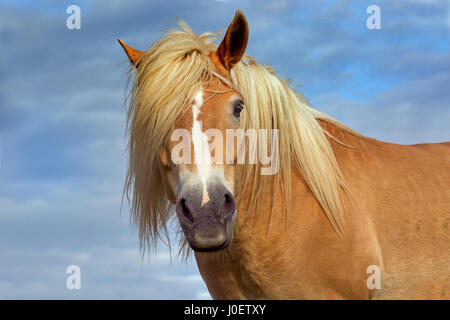 Haflinger horse head portrait Stock Photo