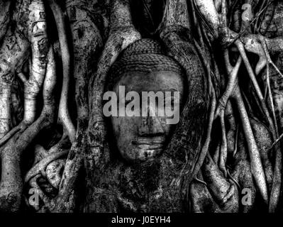 Buddah head overgrown with tree roots in Ayutthaya ancient city Stock Photo