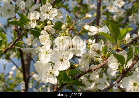 Blooming branch of sour cherry tree in spring. Stock Photo