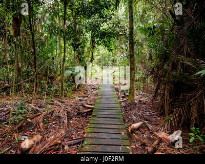 Boardwalk through the jungle in Bako National Park, Borneo, Malaysia Stock Photo