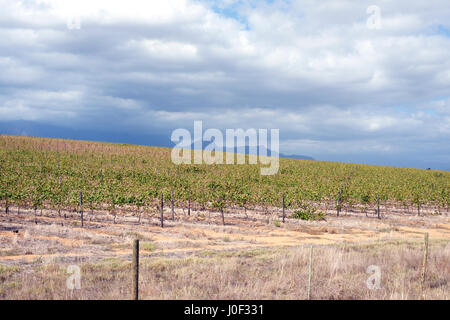 Paarl Valley Vineyard, Dal Josafat, Paarl, Western Cape, South Africa with Ceres Mountain, Fynbos Nature reserve in the background Stock Photo