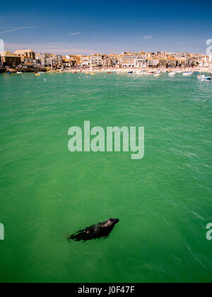 St Ives beach in Cornwall, England with a seal swimming in the bay Stock Photo