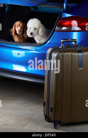 Dogs sitting in car trunk and waiting for voyage. Loading laggage with dogs in modern car trunk Stock Photo