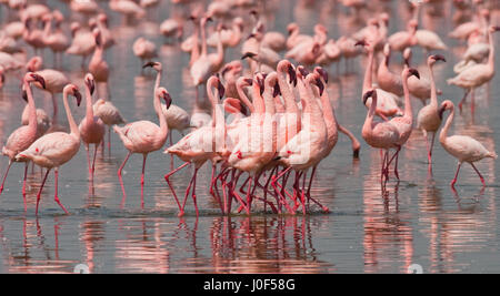 Big group flamingos on the lake. Kenya. Africa. Nakuru National Park. Lake Bogoria National Reserve. Stock Photo